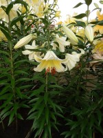 [4147 ConcaDor EVR No201.JPG]